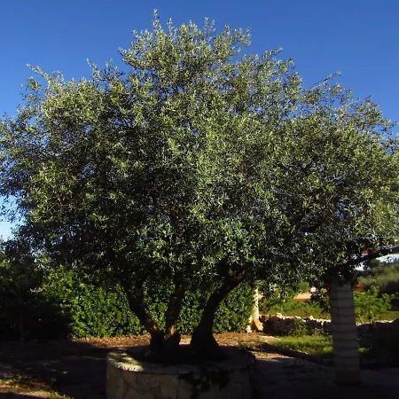 Trullo Dei Nonni *